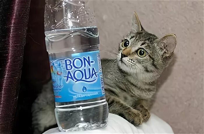 Сколько воды пьет кошка. Котенок мало пьет. Почему котёнок не пьёт воду. Почему кошка мало пьет воды. Почему котик пьет мало воды.