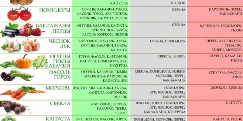 Что сажать после огурцов на следующий. После чего садить перец и кабачок. После чего сажать морковь на следующий год. Что посадить после кабачков. После чего сажать огурцы.