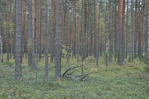 Спелые рубки