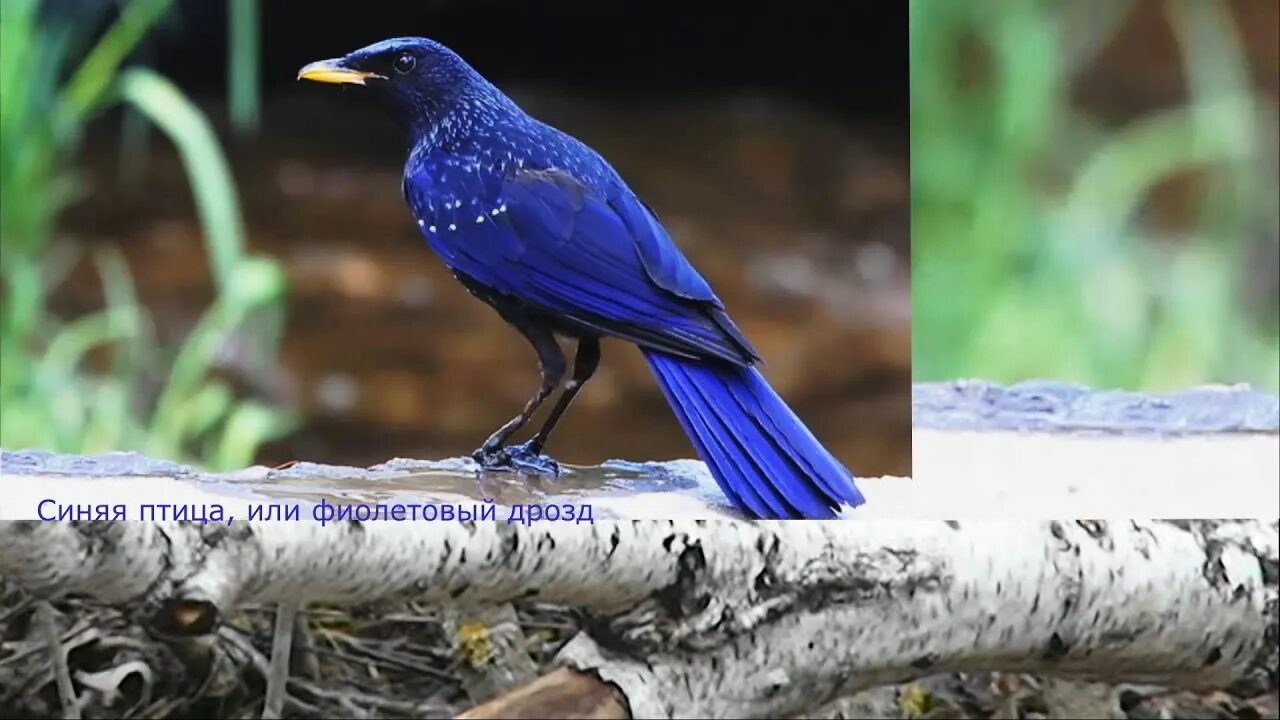 Синяя птица лиловый Дрозд. Синий Дрозд. Лиловый Дрозд (Myophonus caeruleus). Синяя птица синий Дрозд.