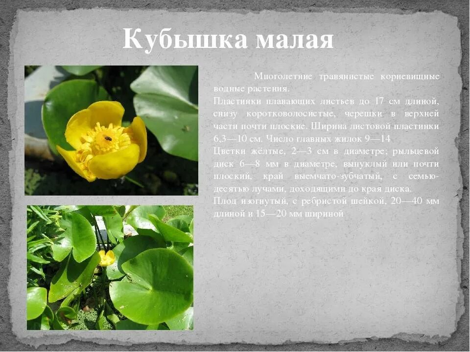 Картинки ЦВЕТЫ НИЖЕГОРОДСКАЯ ОБЛАСТЬ