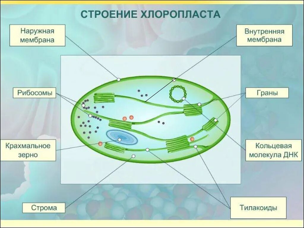 Строение органоида хлоропласта. Строение хлоропласта рисунок. Схема строения хлоропласта. Схема внутреннего строения хлоропласта. Схема строения хлоропласта рис 10.