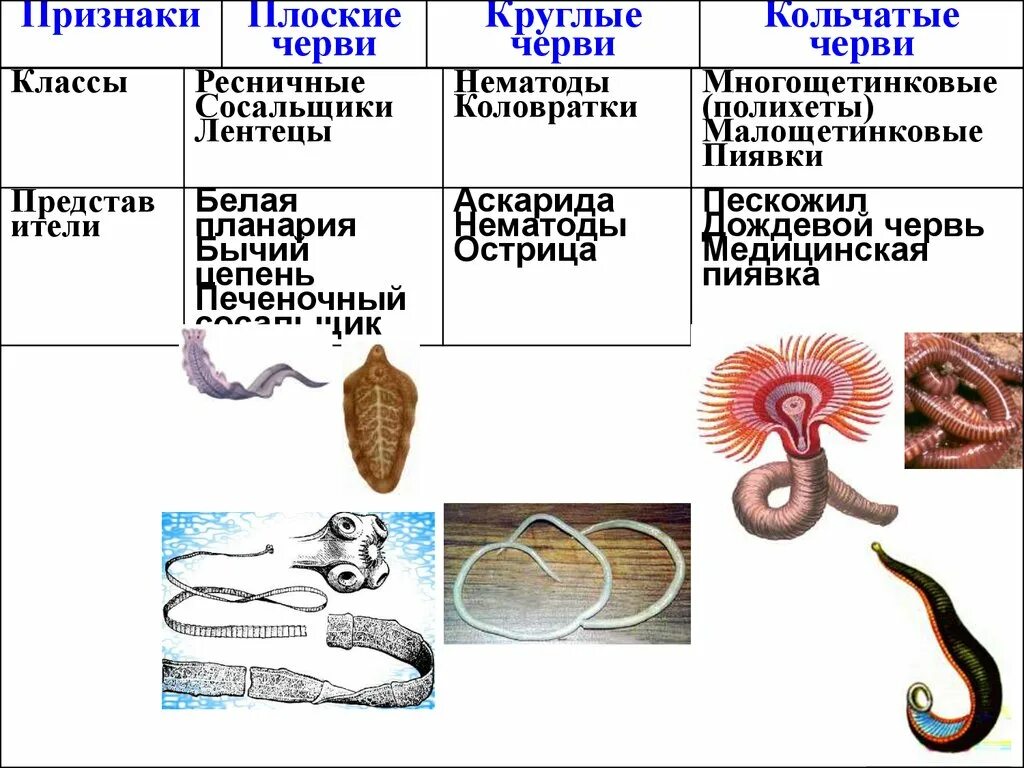 Дать характеристику кольчатым червям. Тип плоские круглые кольчатые черви. Плоские круглые и кольчатые черви примеры. Биология плоские круглые и кольчатые черви. Типы червей плоские круглые кольчатые черви таблица.