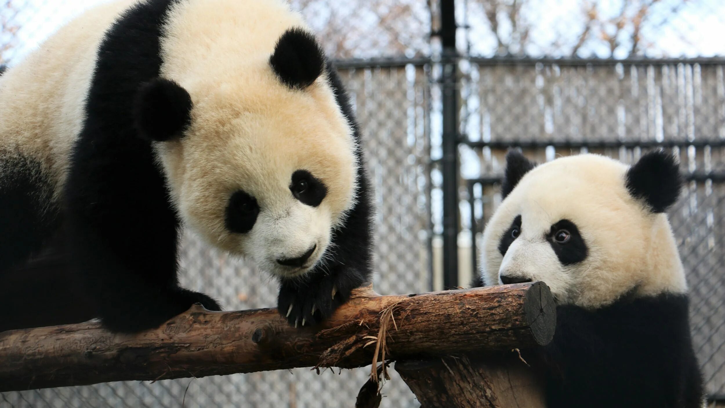 Pandas windows