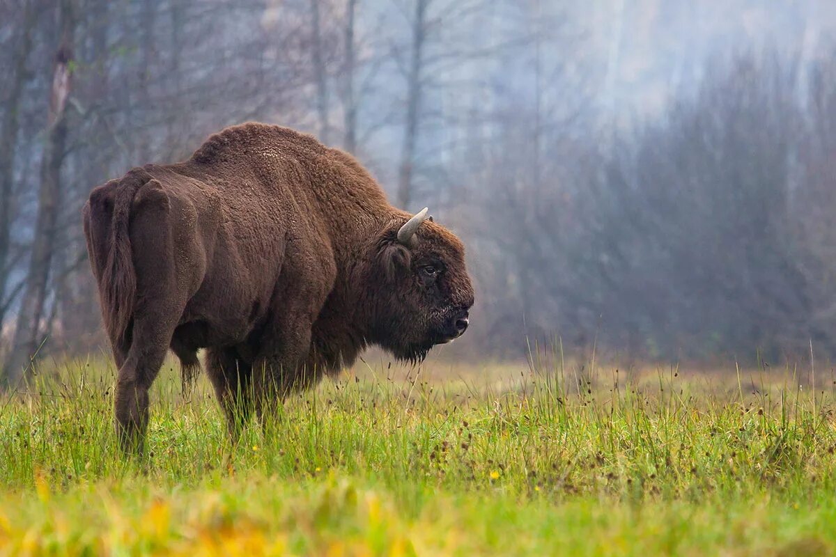 Нашли бизона. Европейский ЗУБР. Bison bonasus. Европейский ЗУБР заповедники. Европейский ЗУБР красная книга.