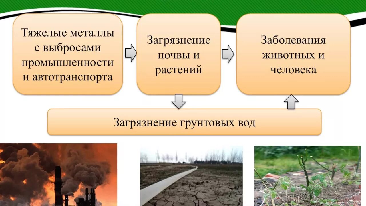 Загрязнение почвы тяжелыми металлами. Загрязнение растений тяжелыми металлами. Методы очистки почв от тяжелых металлов. Загрязнения почвы растения. Тяжелые металлы загрязняющие почвы