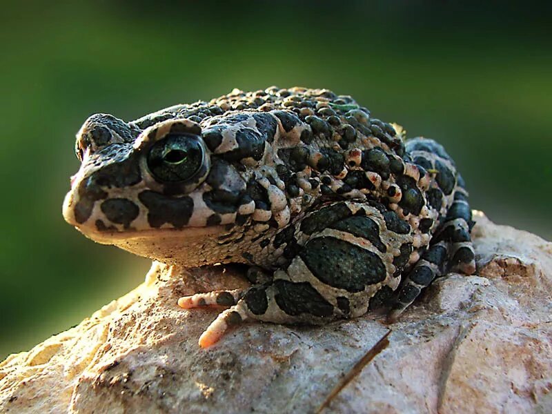 жаба бородавчатая. обыкновенная или серая жаба. жаба картинка. бородавчатая лягушка. жаба бородавочник.