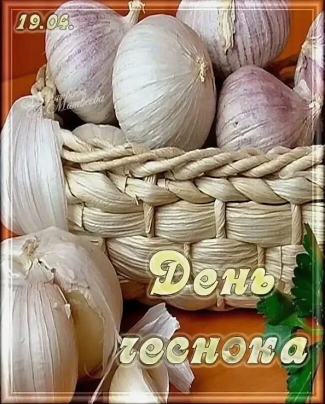 День любителей чеснока. Чеснок прикольный. Семейный чеснок посадка. Много чеснока. Зубчик чеснока.