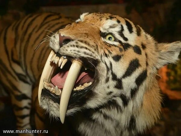 Как выглядят зубы у тигров 12 Nature Facts That Just Plain Scare Me