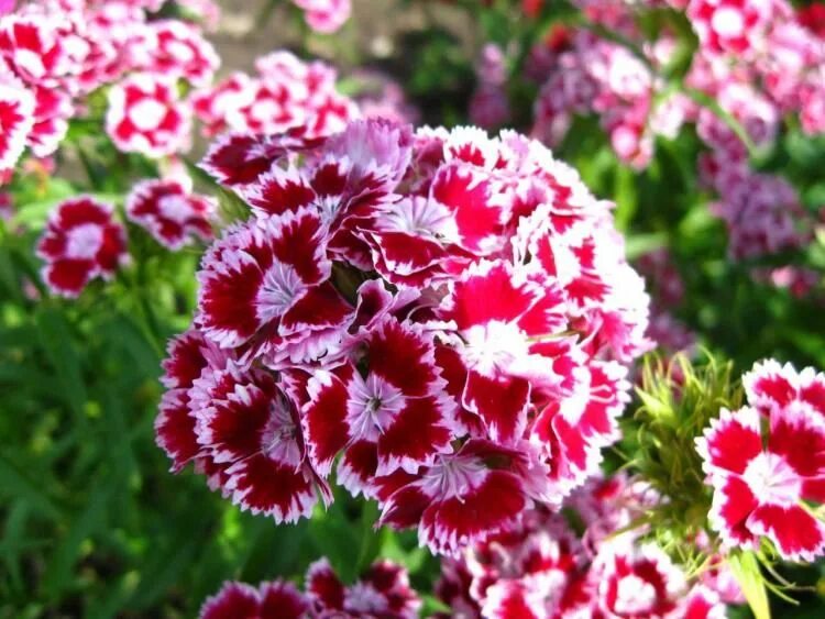 Барбатус турецкая гвоздика. Гвоздика бородатая - dianthus barbatus. Диантус, гвоздика (турецкая). Гвоздика бородатая турецкая розита. Гвоздика турецкая розита.
