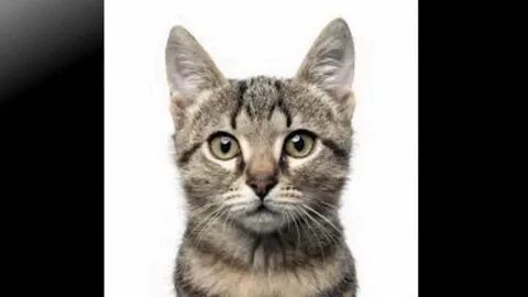Голова кошки