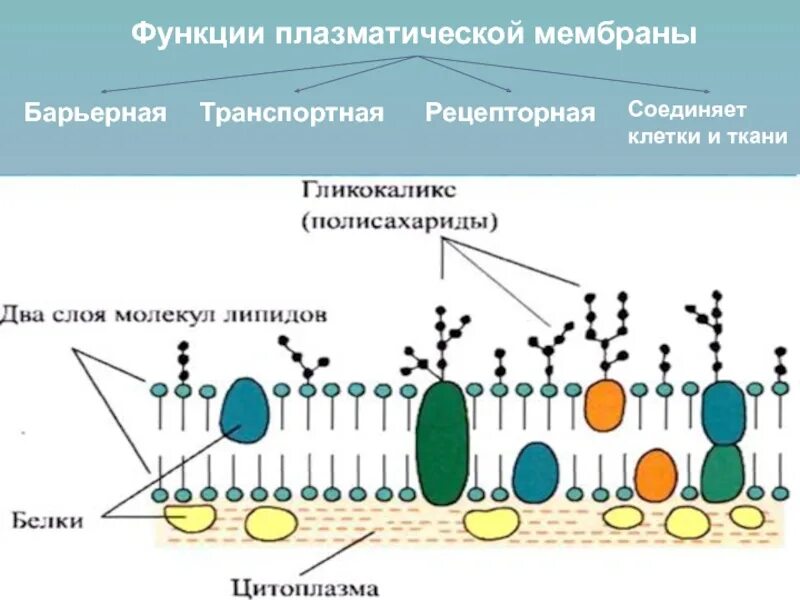 Строение и функции плазматической. Схема строения мембраны клетки. Схема строения плазматической мембраны. Цитоплазматическая мембрана и гликокаликс. Клеточная мембрана строение гликокаликс.