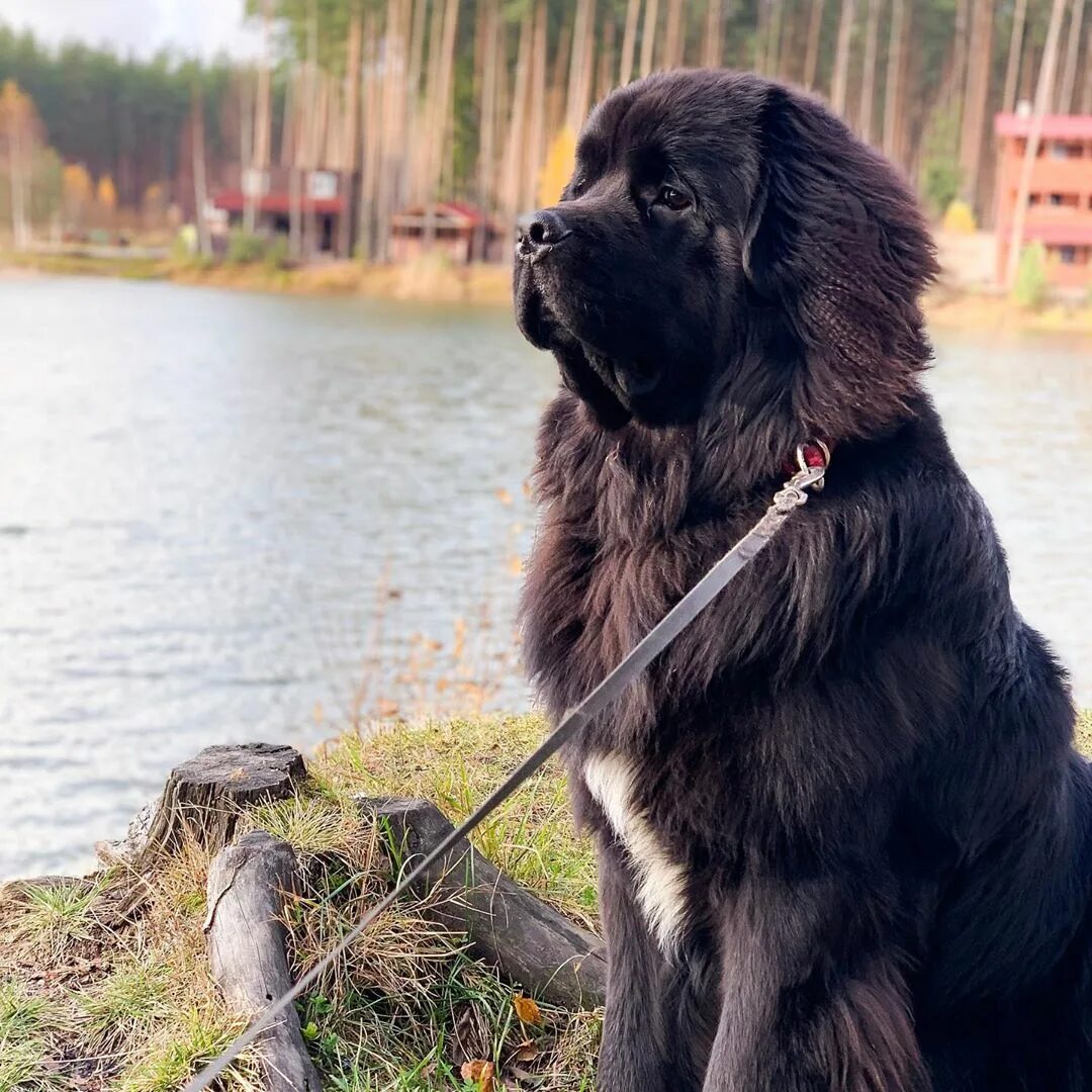 Ньюфаундленд лает. Ньюфаундленд черно коричневый. Собака водолаз ньюфаундленд. Ньюфаундленд собака. Ньюфаундленд собака.
