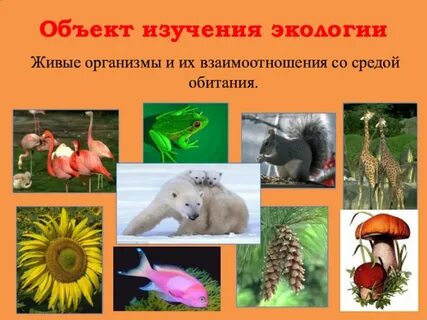 Взаимодействие живого организма и среды обитания