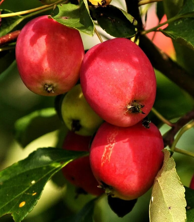 Райские яблочки. Райские яблочки Ранетки. Яблоня Ранетки Райские яблочки. Сорт ранеток Райские яблочки. Райские яблочки сорт яблони.