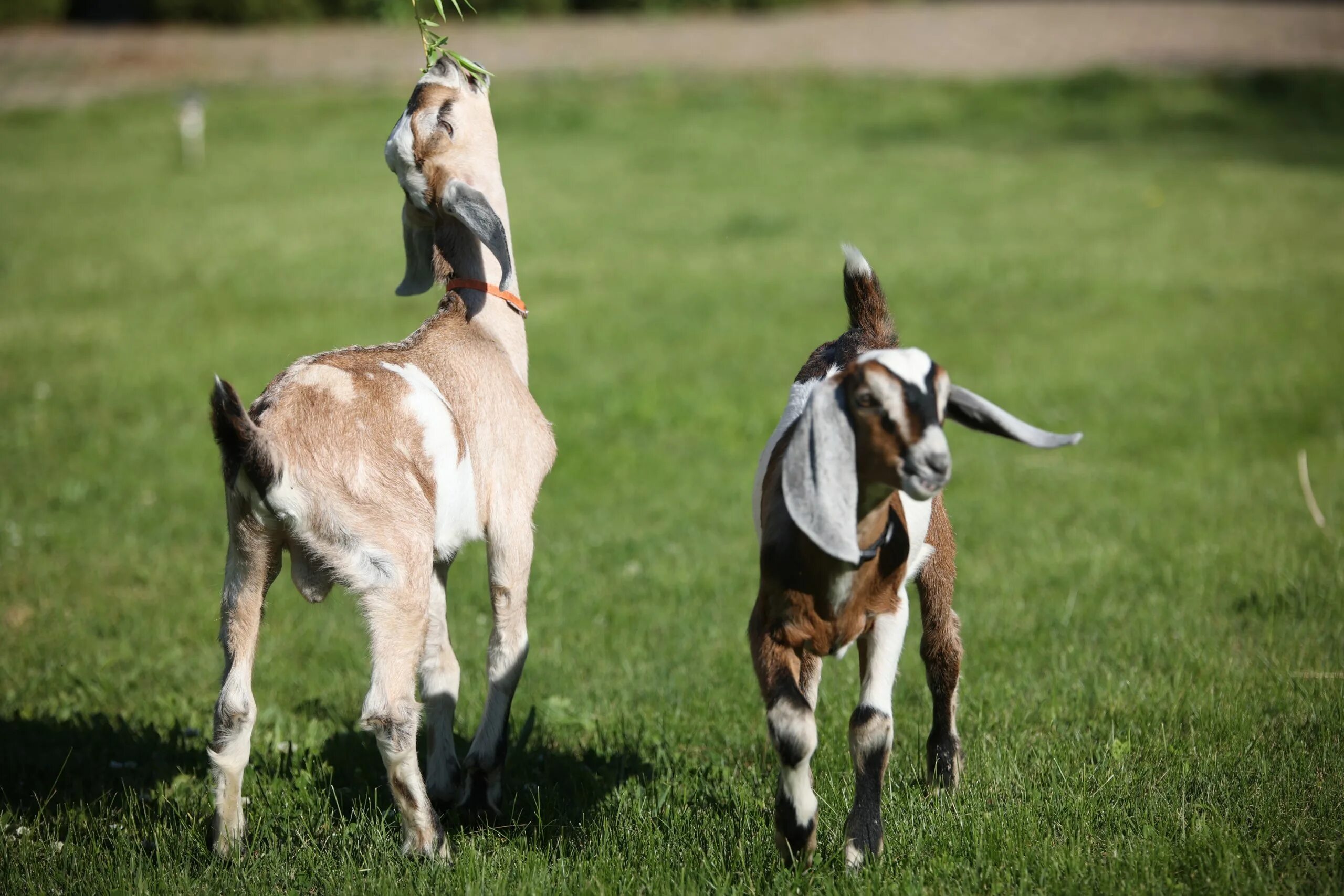 Нубийские козы отзывы. Англо-нубийская коза. Уши у нубийских коз. Нубийская комолая коза. Коза нубийская павлиний окрас.