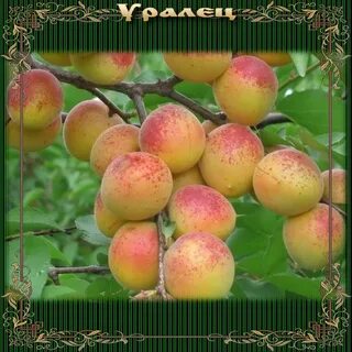 Персик сорт уралец отзывы