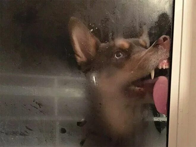 Мем собака в окне Pin on КИС -КИС И ФСЕ-ФСЕ-ФСЕ Funny animals, Animal memes, Cat person