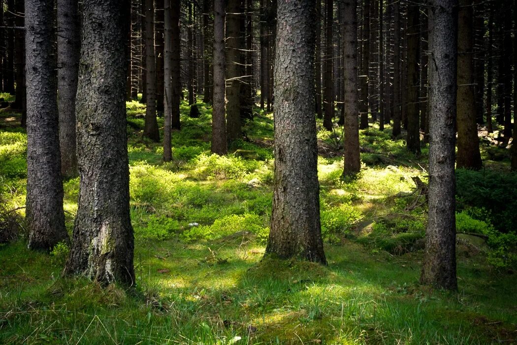 Леса украшающие нашу землю радуют глаз человека. Лес Броселианд. Лес Броселианд Франция. Лес Броселианд (он же Пемпонский лес). Лесные работы.