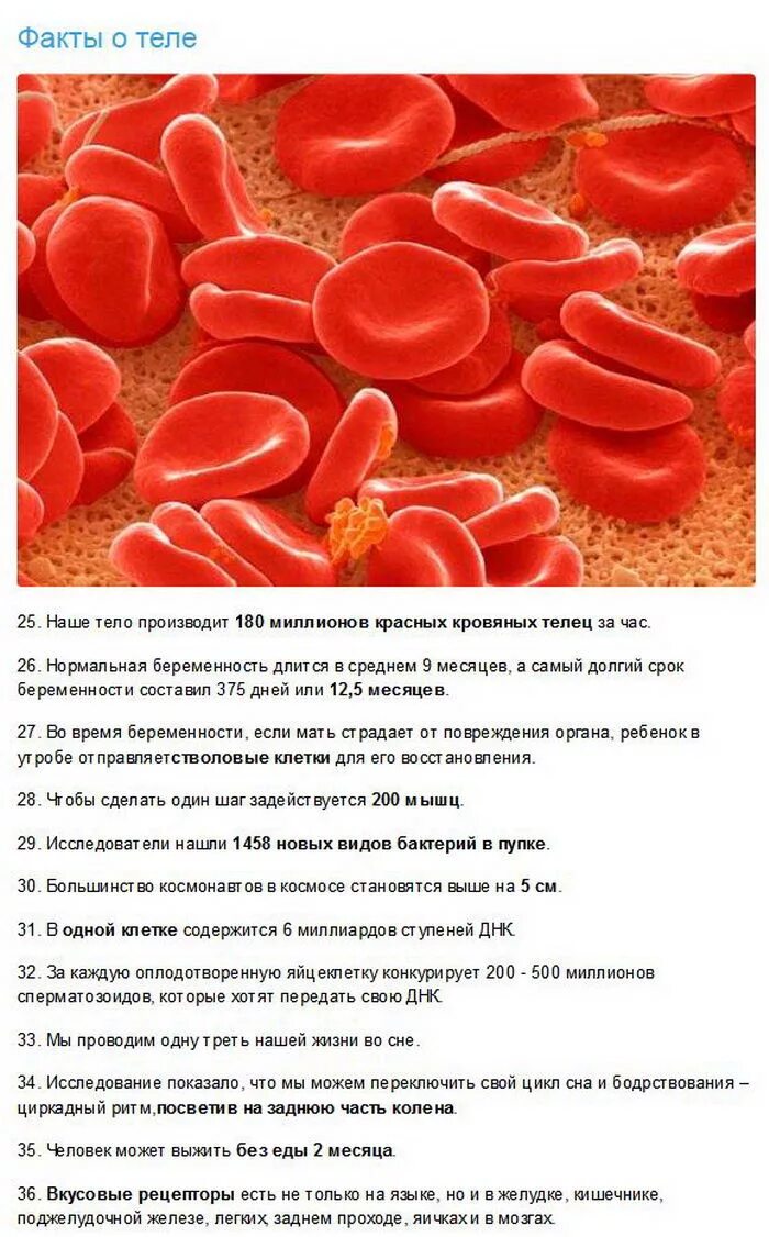 Интересные факты о организме. Интересные факты о теле человека. Интересные факты про тело человека. Интересные факты о человеческом организме. Факты биология 8 класс