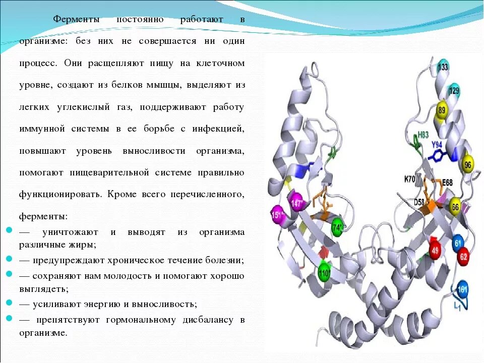 Ферменты и их роль в организме. Роль ферментов в организме человека. Как работают ферменты в организме. Как образуются ферменты.