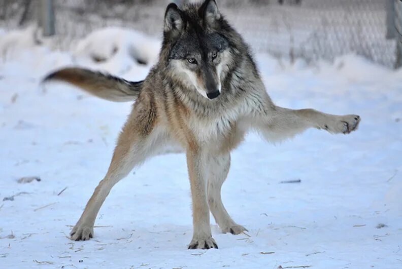 Pin by Heather Lee on Wolves Wolf life, Wolf pictures, Wolf love