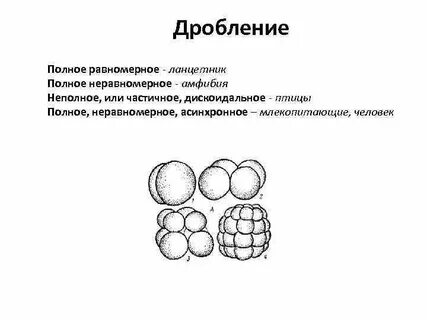 Типы дробления