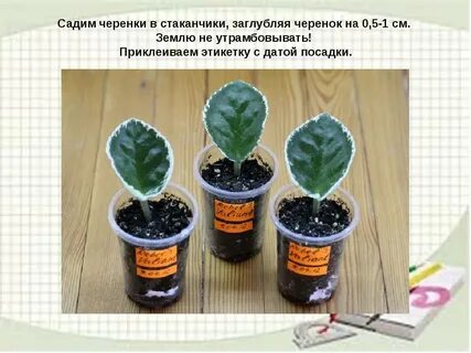 Уход размножение комнатных цветов