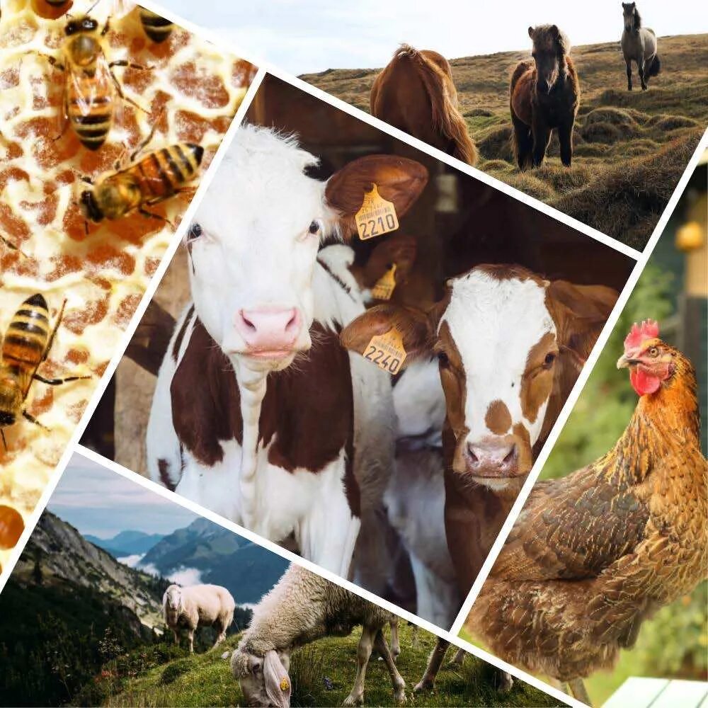 Грант на ферму. Семейная животноводческая ферма. Грант на ферму. Хозяйство семьи. Семейное фермерское хозяйство.