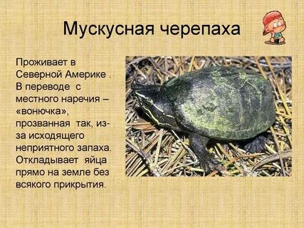Мускусный в переводе