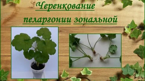 Герань размножение черенками