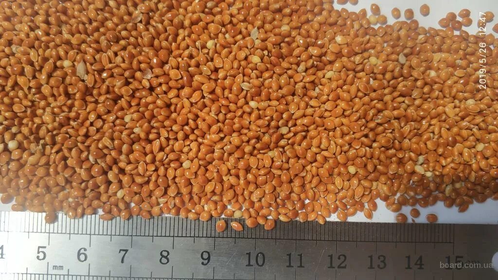 просо и пшено в чем разница. просо сорнополевое семена. просо полтавское золотистое. сорт золотистое просо. чумиза семена.