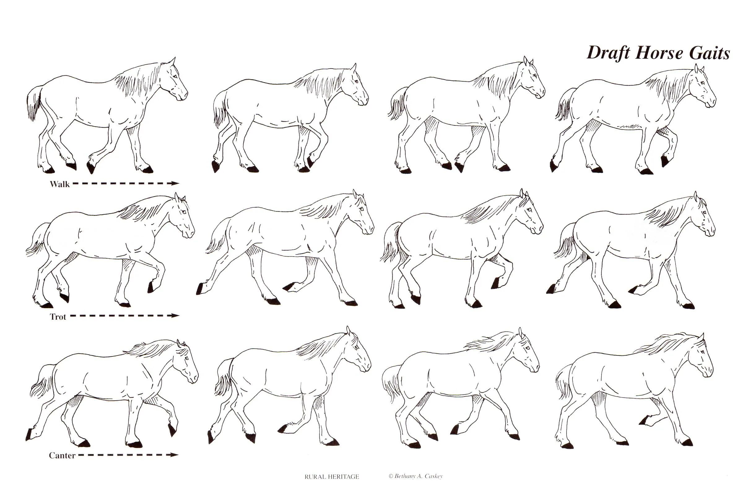 Галоп аллюр лошади. Виды походки лошади. Иноходь лошади схема. Иноходь лошади схема. Фазы галопа лошади.