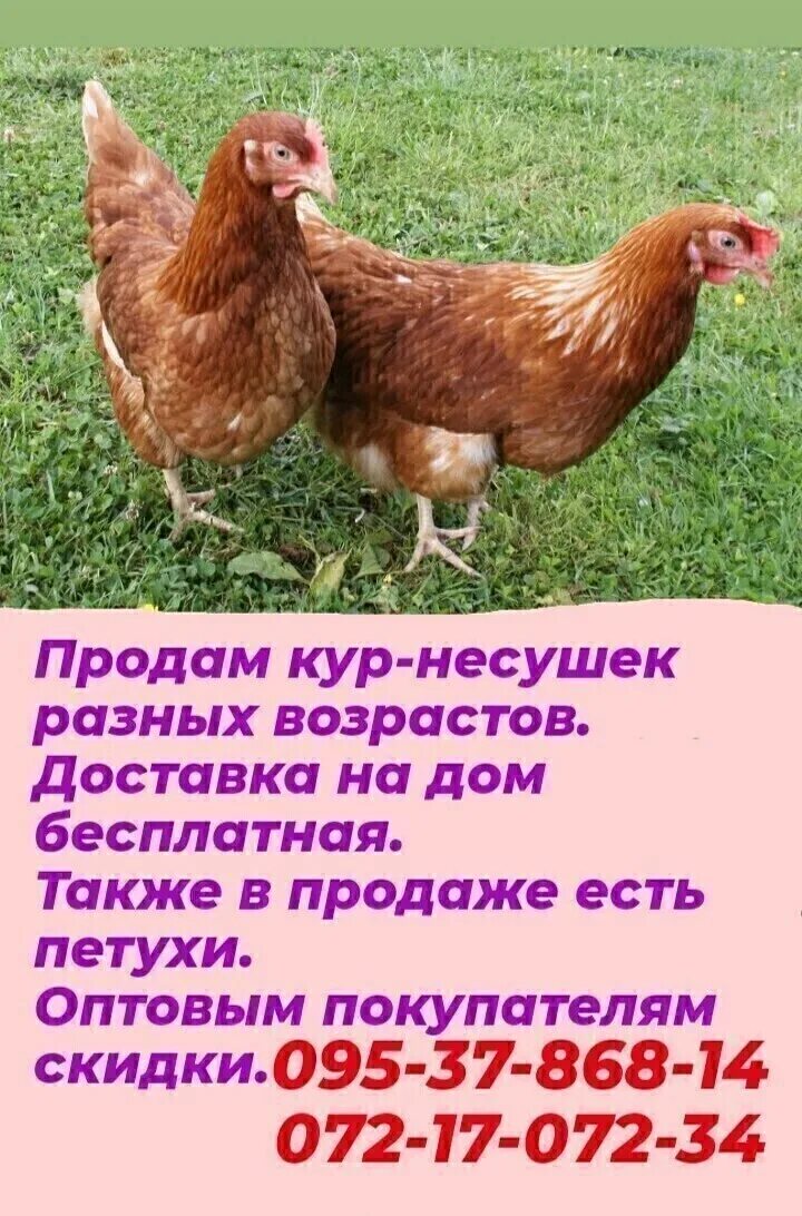 Объявления куплю кур несушек в. Продаются куры молодки объявление. Объявления о продаже кур несушек. Продаются куры несушки смешные объявления. Красивое объявление для продажи курицы.