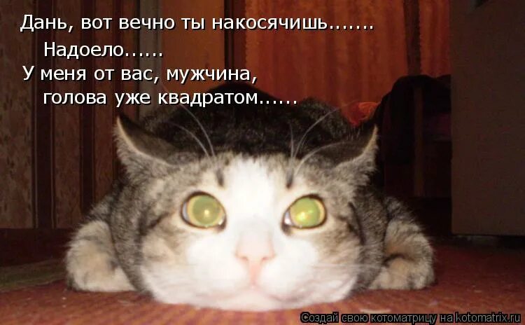 Что же с нами стало картинка. Кот отомстил. Эхх. Эхх картинки. Кот потягивается.