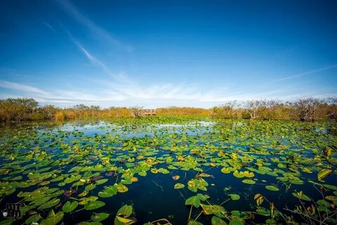 Everglades