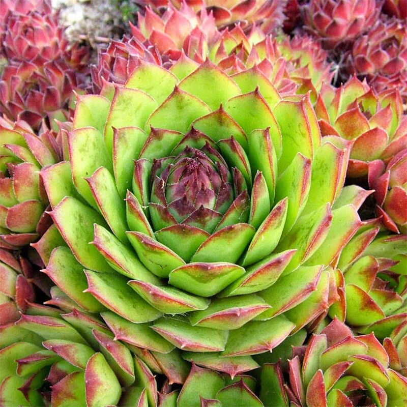 Молодило (Sempervivum). Молодило Sempervivum Cassiopea. Суккуленты молодило семпервивум. Каменный цветок молодило. Лесландия семена купить