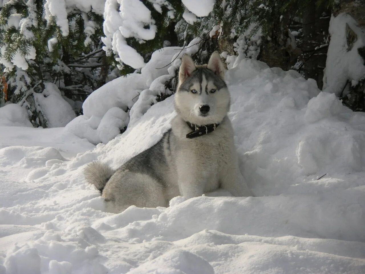 Сибирский хаски длинношерстный. Сибирский хаски снежный волк. Якутская хаски. Снежное хаски. Снежное хаски.