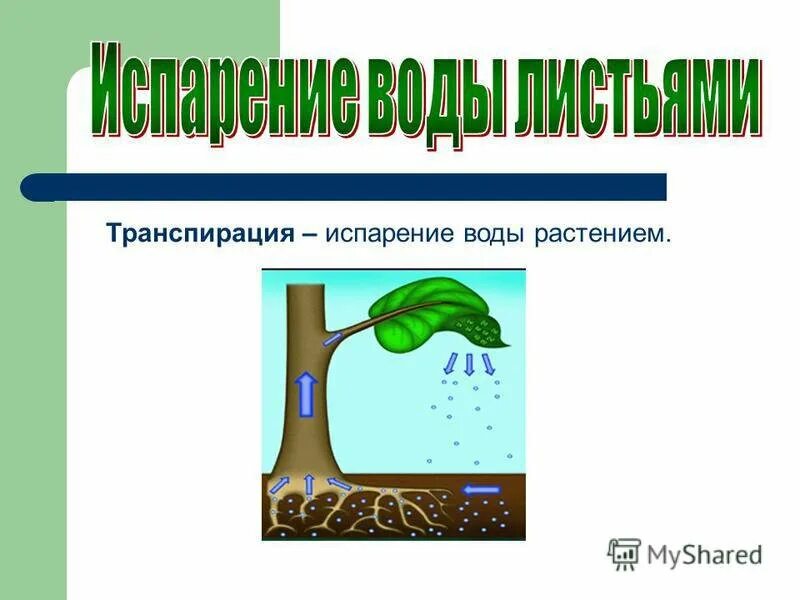 Испарение воды растениями транспирация. Испарение (транспирация) устьичная. Испарение воды листьями транспирация. Транспирация у растений. Испарение воды растениями 6 класс кратко