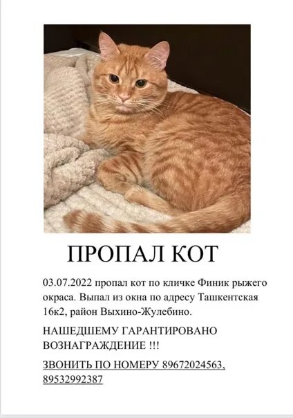 Объявление о пропаже кошки образец 3 класс. Потерялся кот объявление. объявление о пропаже кота. объявление о пропаже кошки.