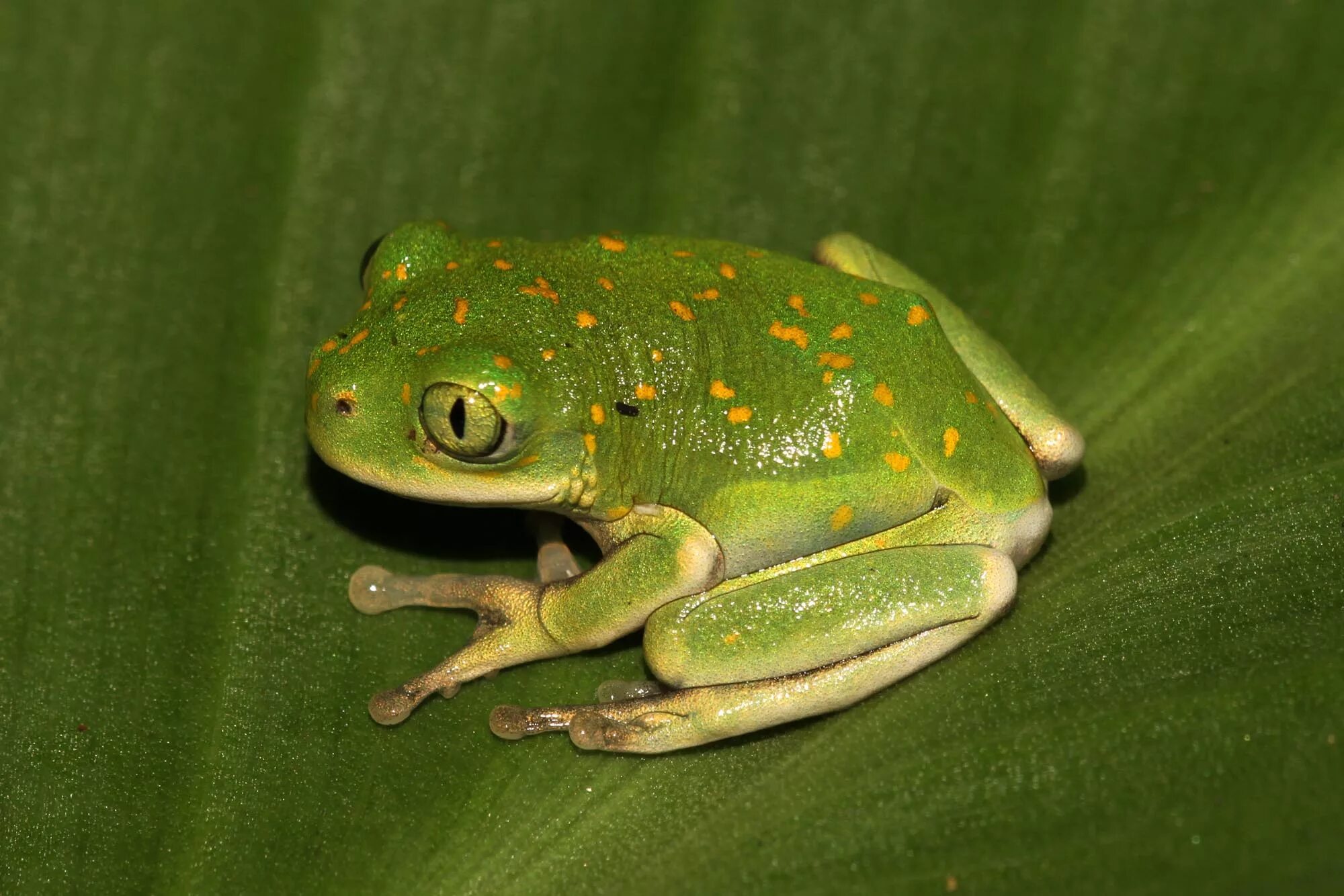 Бесхвостые земноводные. Бесхвостые. Отрядбезхвостые земноводные. Отрядбезхвостые земноводные. Квакша австралийская литория голубая.