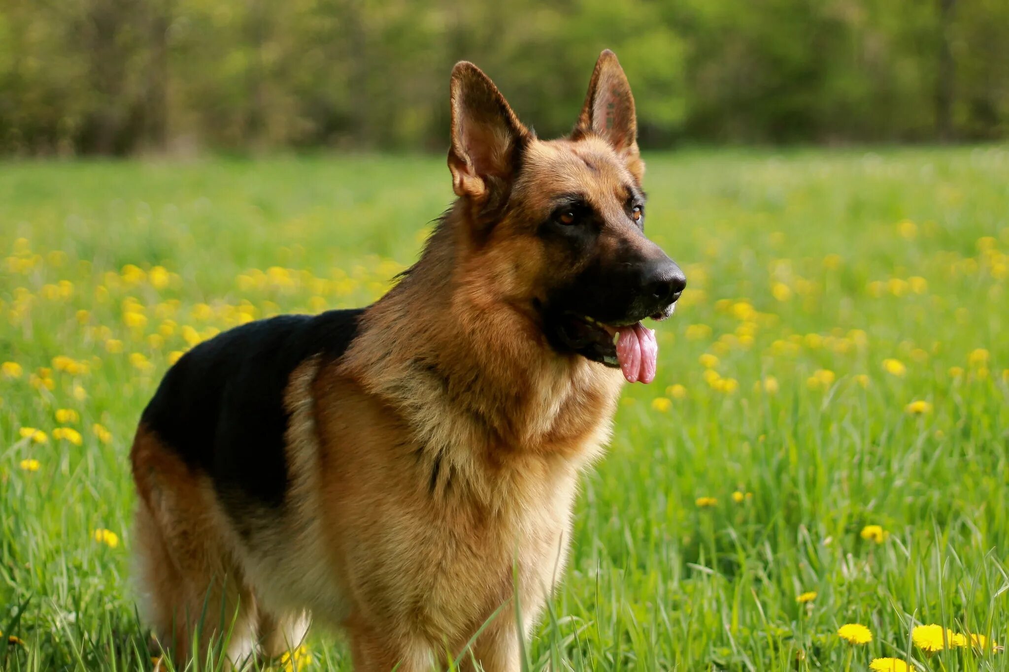 Большие собаки овчарка. Баварская овчарка Shepherd. Немецкая овчарка. German Shepherd немецкая овчарка. Овчарка Дауфмана.