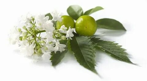 Пачули и аромат бергамота