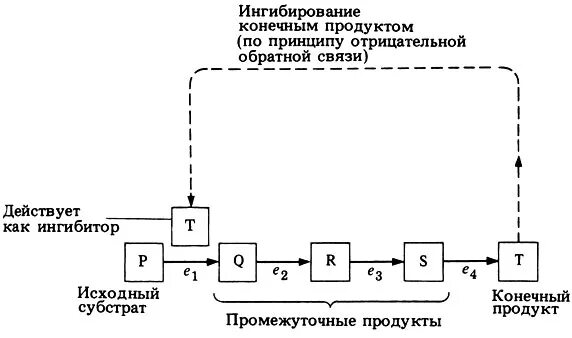 механизмы регуляции активности ферментов. обратная связь ферменты. аллостерическая регуляция активности ферментов. схема регуляции активности ферментов по типу обратной связи. обратная связь ферменты.