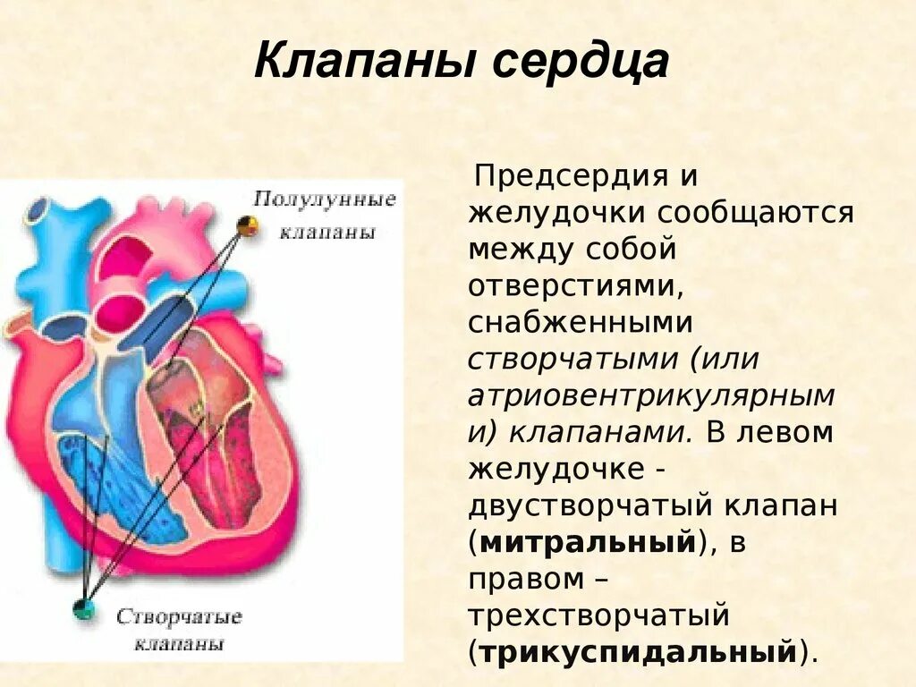 В правое предсердие открывается. Клапаны сердца створчатые и полулунные. Строение сердца атриовентрикулярный клапан. 3 Створчатый клапан сердца. Атриовентрикулярный клапан это створчатый.