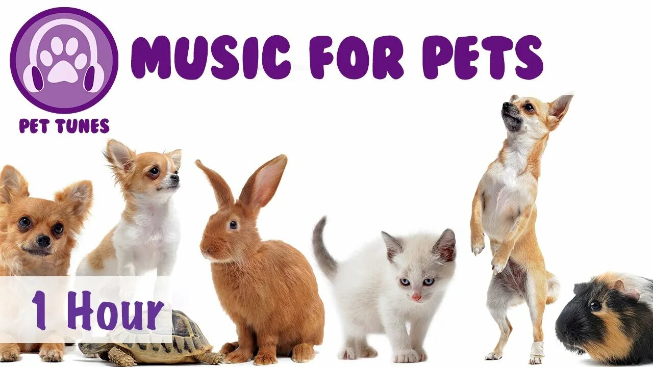 Dog Cat Hamster Bird. Стационар для кошки Хэппи петс. Unic for you Pets. Dog Cat Hamster Bird Worksheet. Music pets