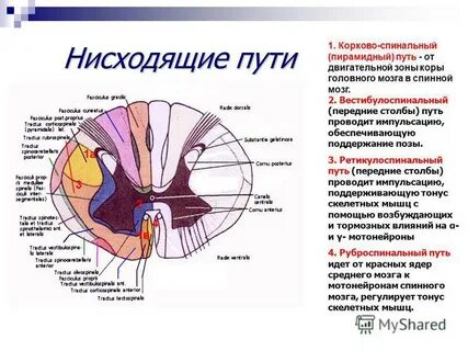 Нерв это проводящие пути спинного мозга