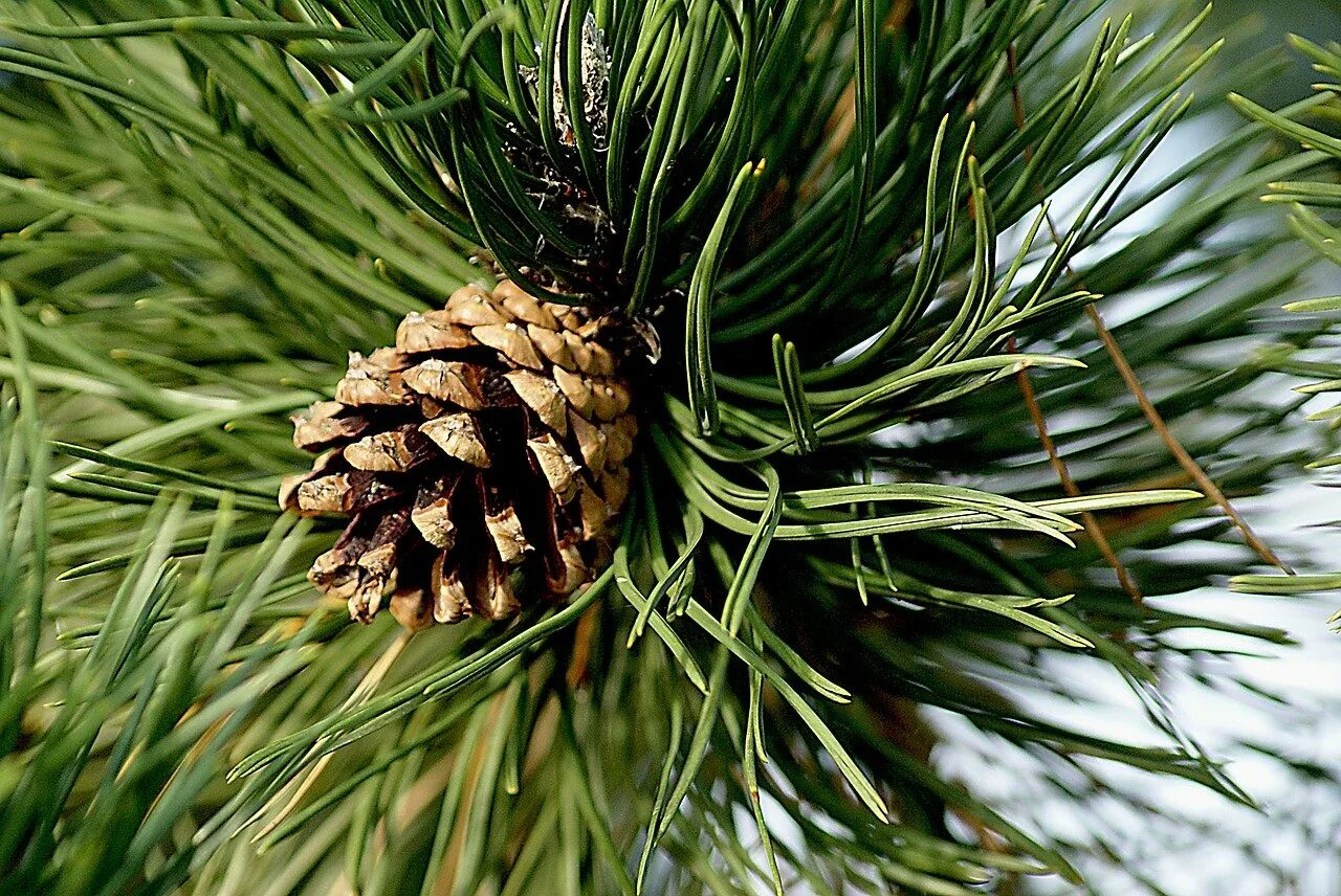 Хвойные сосновые. Сосна Пиния шишки. Pinus pinea шишка. Pinus Sylvestris шишка. Сосна Монтесумы шишки.