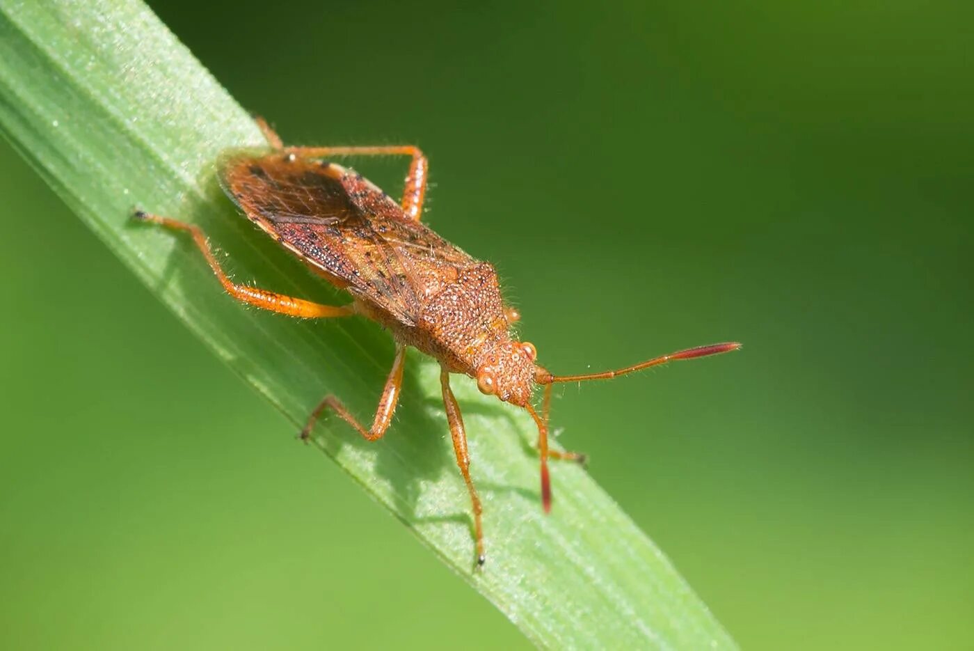 Как выглядит самка клопа. Жук хищнец. rhopalus maculatus. самка клопа.