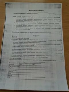 Оформление лабораторной работы по биологии 5 класс